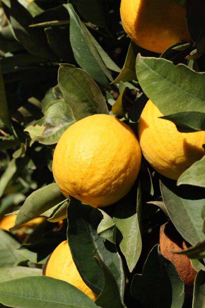              Fruit (Riverside, CA)       